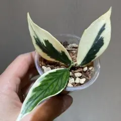 な*る様 【オークション】ホヤ カルノーサ マダラ グリーンエッジ
