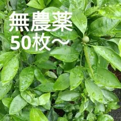 만다린 오렌지 잎 50 장 ~