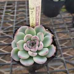 miiko☆(プロフお読み下さい)様 リクエスト 2点 まとめ商品