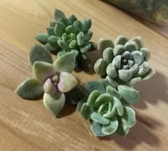 2025年最新】ケッセルリンギアナの人気アイテム - メルカリ