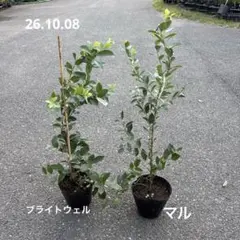 395現物ブルーベリー苗2本：2年生ブライトウェルとマル