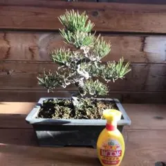 令8年7月12日芽切終了 黒松盆栽 35年 松 鉢 文人 送料無料 BONSAI 令8年7月12日芽切終了 黒松盆栽 35年 松 鉢 文人 送料無料 BONSAI