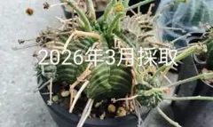 2026年最新】スーパーバリダの人気アイテム - メルカリ