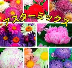 花の種 《アスター 種カラフルミックス》数種類ミックス種 花の苗 種子のサムネイル