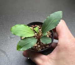 2026年最新】Buce tbの人気アイテム - メルカリ