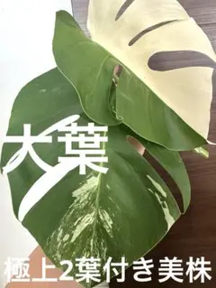 Mhs13様 リクエスト 3点 まとめ商品