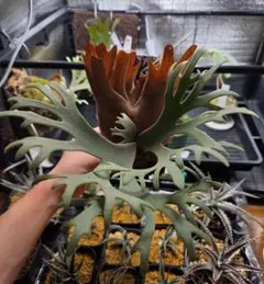 P.willinckii ビカクシダのサムネイル