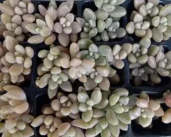 姫秀麗　カット苗　多肉植物 ヒメシュウレイ　50個くらいのサムネイル