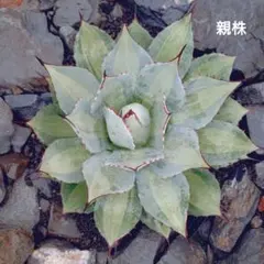 2025年最新】アガベ吉祥天の人気アイテム - メルカリ