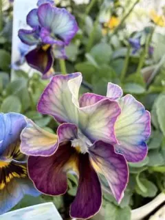 ポンタゴン様 リクエスト 4点 まとめ商品