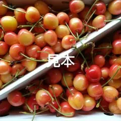 山形県産加工用サクランボ ナポレオン箱込み１キロのサムネイル