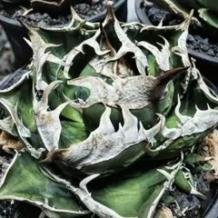 2026年最新】アガベ海王の人気アイテム - メルカリ