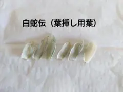 ハオルチア　ハオルシア　白蛇伝　葉挿し　葉のサムネイル