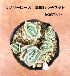 ラブリーローズ葉挿し50枚 多肉植物 エケベリア 寄せ植えや多肉丼
