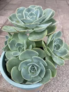 ジョセリンのバラ➁ カクタスブライト 多肉植物 エケベリア - メルカリ