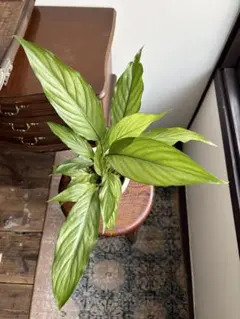 ippei様 リクエスト 2点 まとめ商品