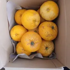 夏みかん10個　湘南産　無農薬　木成りのサムネイル