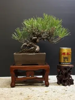 2025年最新】盆栽 真柏の人気アイテム - メルカリ