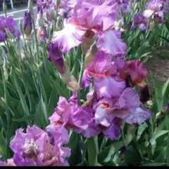 dankbar様 リクエスト 2点 まとめ商品