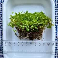 くりこ様 リクエスト 2点 まとめ商品