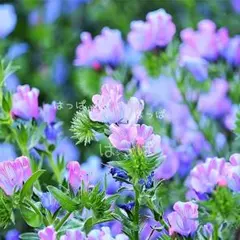 花の種 エキウム・ブルーベッダー 20粒のサムネイル