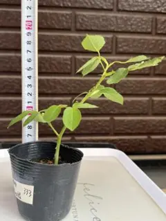 336 バラ苗 バラ挿し木苗 ディ - メルカリ