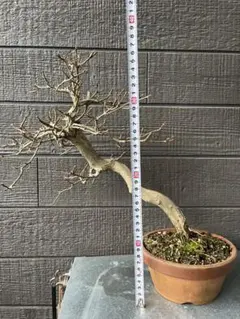 2026年最新】盆栽 楓 カエデの人気アイテム - メルカリ