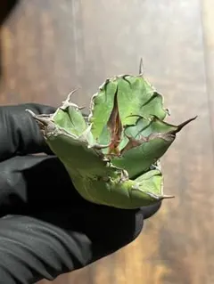 アガベ ハイブリッド キシロナカンサ×チタノタ 厳選 コレクション株 アガベ ハイブリッド 