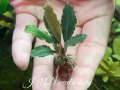 naaami様 リクエスト 2点 まとめ商品