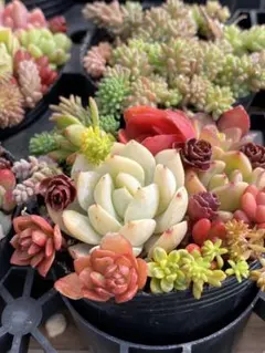 多肉植物カット苗寄せ植えセット6㎝ポット