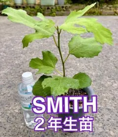 【２年生苗】いちじくSMITH苗木　穂木　挿木のサムネイル