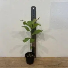 どんぐりの木　クヌギ　苗のサムネイル