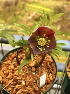 2026年最新】リグリクスの人気アイテム - メルカリ