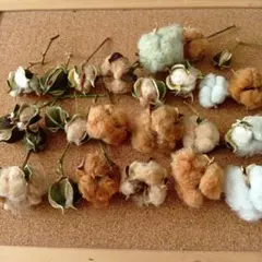 コットンフラワー　綿花　ドライフラワー　④