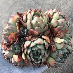 桃姫様 リクエスト 9点 まとめ商品