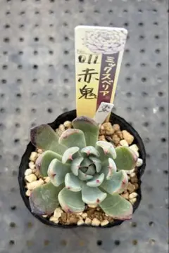 青鬼 ミックスベリア おらいさん苗 抜き苗 多肉植物 - メルカリ