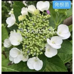 G 八重咲きカシワバアジサイ 柏葉紫陽花 スノーフレーク抜き苗1本