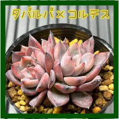 Mana**様 リクエスト 3点 まとめ商品