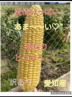 とうもろこし プレミアム味来 香川県産 スィートコーン - メルカリ