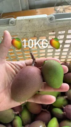 摘果マンゴー8kg 5〜100g訳あり - メルカリ