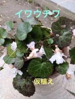 ろひひ様 リクエスト 2点 まとめ商品