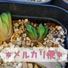 グリーン玉扇 匿名配送 ハオルチア 抜き苗 根付き
