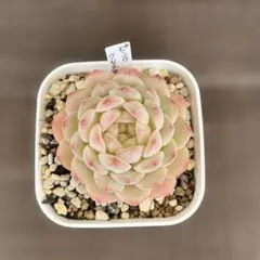 多肉植物 エケベリア❣️ピンククリスタル 抜き苗⭐️No154