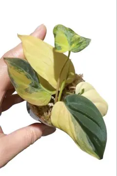 ミチ様 リクエスト 3点 まとめ商品