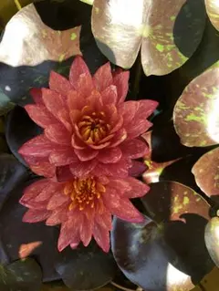 aqva様 リクエスト 2点 まとめ商品