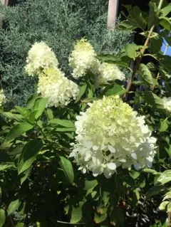 ミドリLily様 リクエスト 2点 まとめ商品