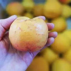 3.大実あんず 4kg 加工用 傷ありのサムネイル