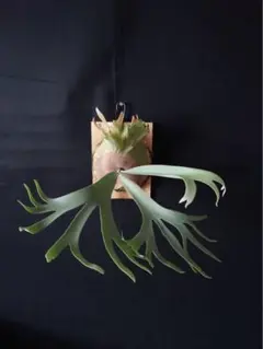 ビカクシダ　P.￼￼ウィリンキー　ショート　コウモリラン　観葉植物　メルカリ便 ビカクシダ P.￼￼ウィリンキー ショート コウモリラン 観葉植物