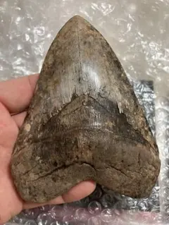 化石 サメの歯・メガロドン・インドネシア・11cm・No.1397