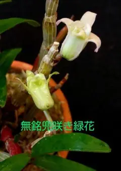 メルカリ便NO.852【緑花】富貴蘭　日高産山採り セッコク 富貴蘭 山野草 セッコク翠丹(兵庫県産) - メルカリ
